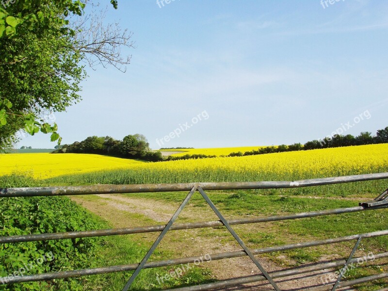 Rapeseed Field Flora Spring Nature Blue Sky