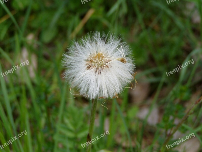 Flower Plant Dandelion Summer Nature