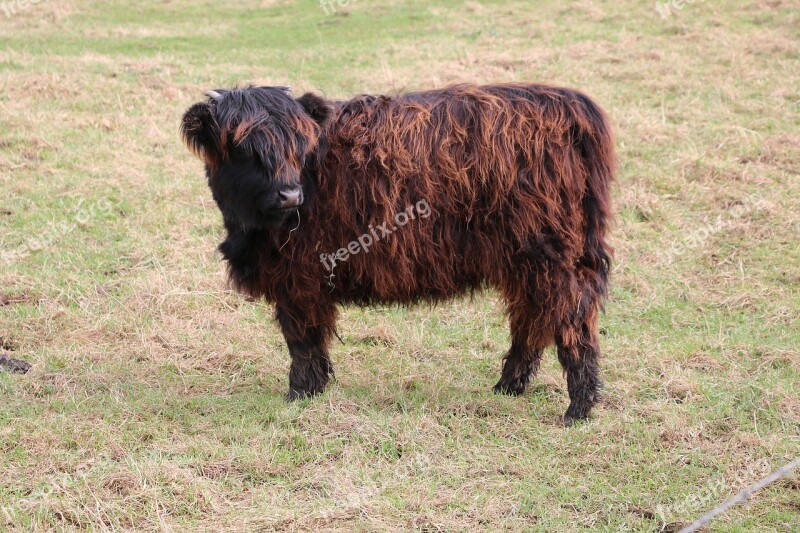 Black Cow Beast Horn Free Photos