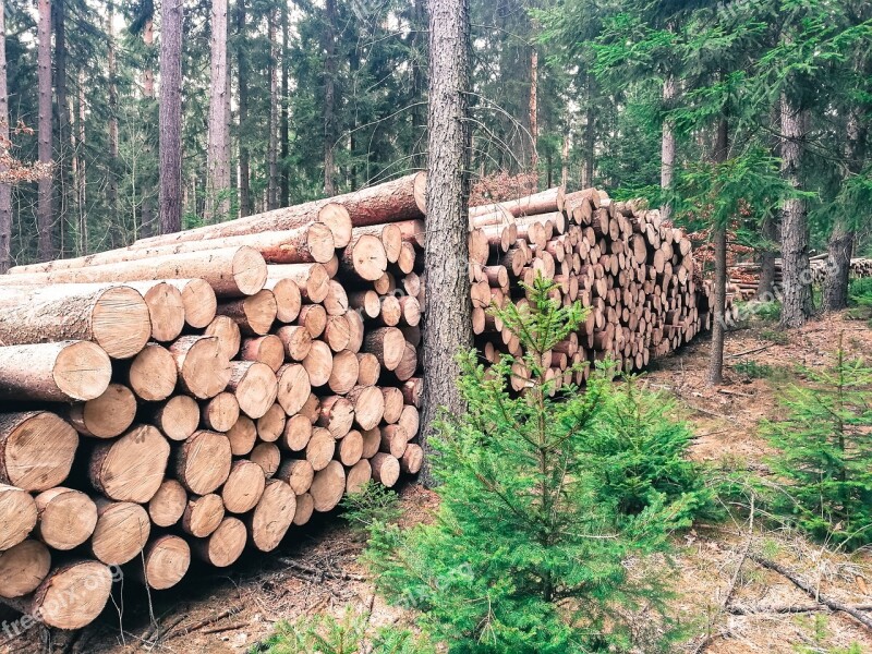 Forest Wood Gardening Sawn Timber Cut