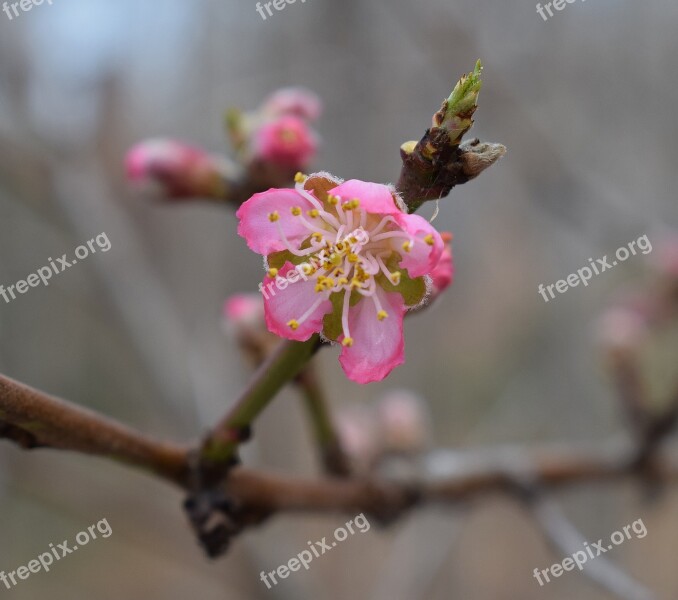 Peach Blossom Bud Open Peach Tree Bud Blossom Flower