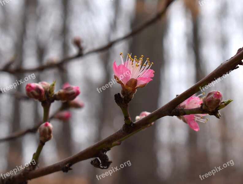 Peach Blossom Bud Open Peach Tree Bud Blossom Flower