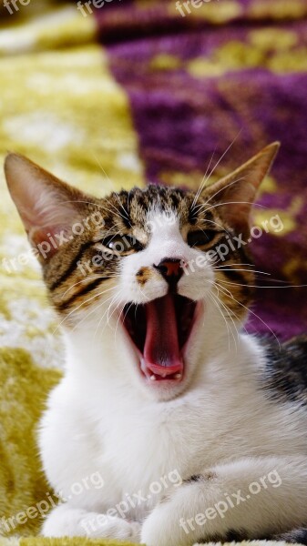 Yawning Cat Cat Yawn Yawn Cats Animal Dream