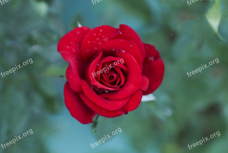 Red Rose Love Red Flower Free Photos