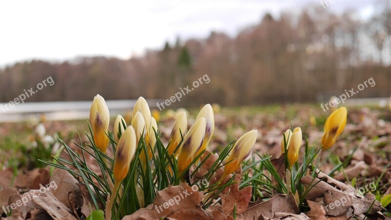 Spring Lake Nature Crocus Landscape