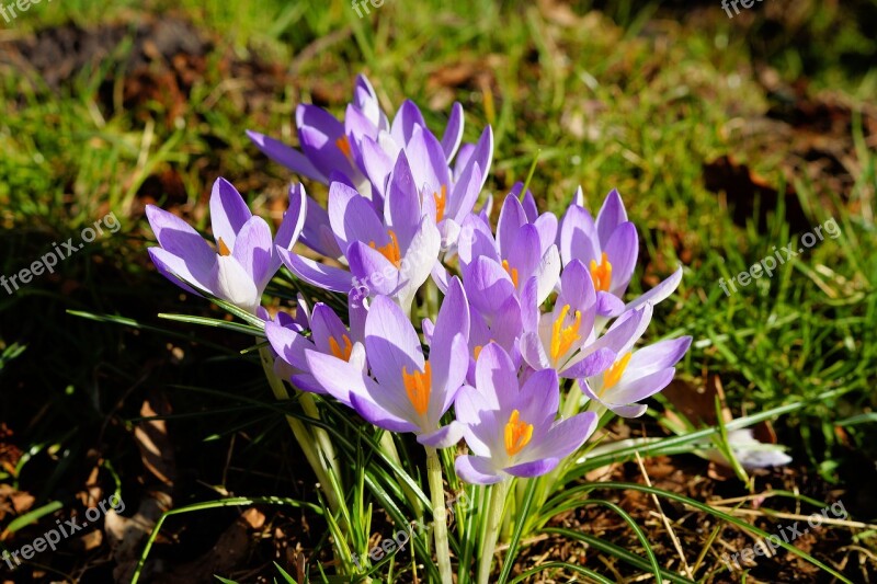 Crocus Garden Friendly Sweet Spring