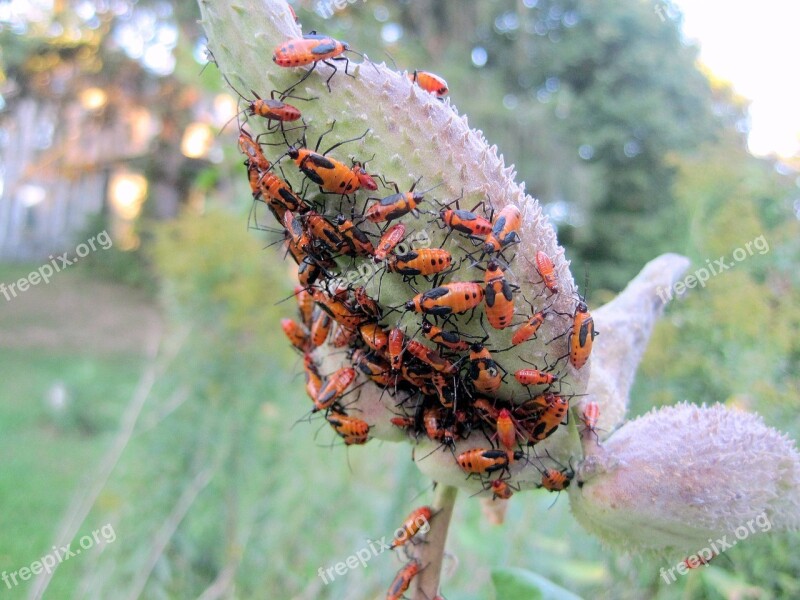 Oncopeltus Fasciatus Milkweed Insect Milkweed Insect Free Photos