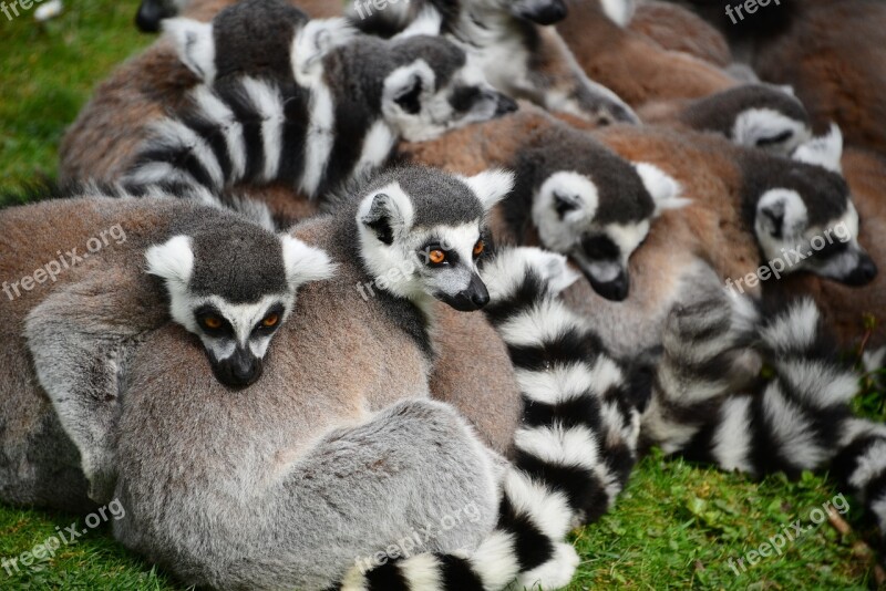 Animals Zoo Wild Lemur Free Photos