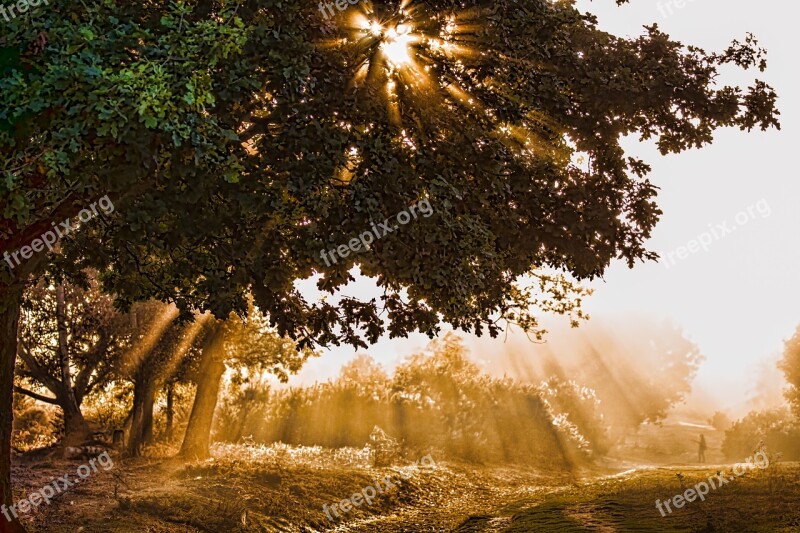 Sunlight Rays Sun Landscape Trees