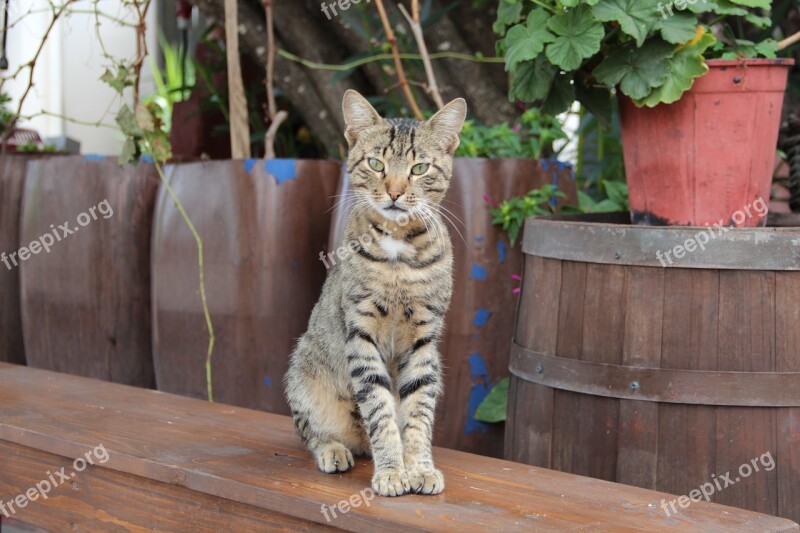 Cat Single Pet Portrait Whisker