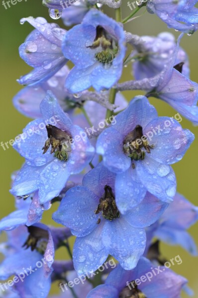 Larkspur Raindrop Blue Shrub Flower