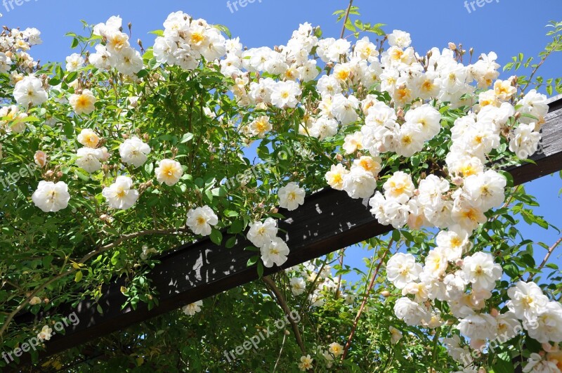 Rose Flower Blossom Bloom Climbing Rose