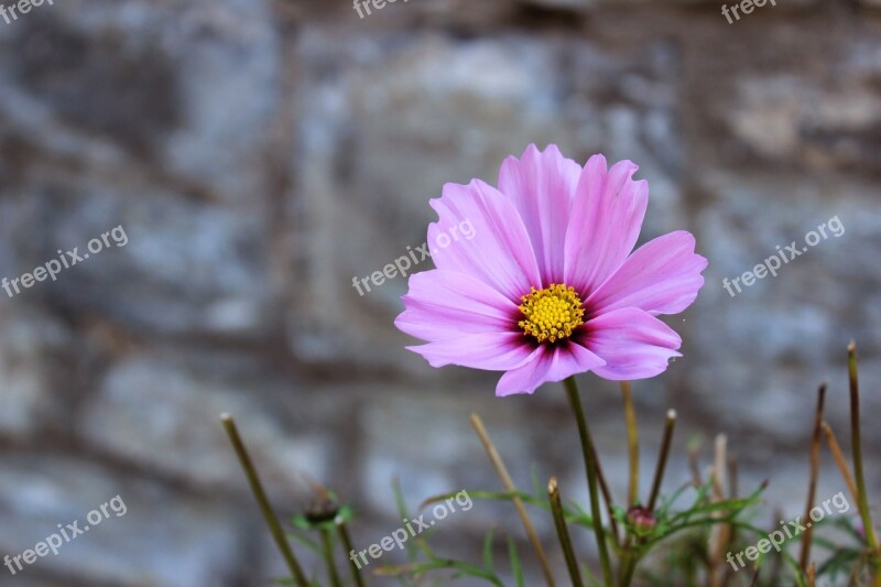 Flower Pink Nature Pink Flowers Floral