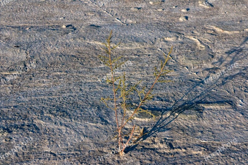 Tree Plant Nature Environment Summer