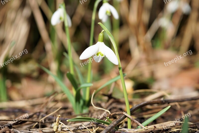 Flower Blossom Bloom Snow Bell Plant