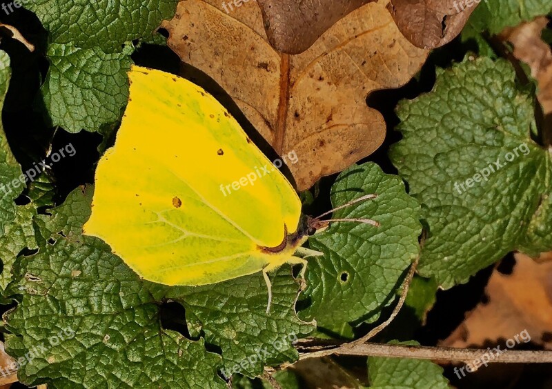 Gonepteryx Rhamni Forest Ground Nature Leaves