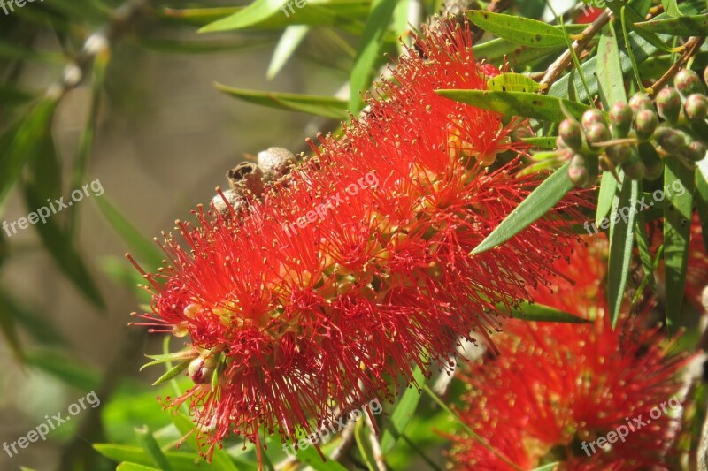 Callistemon Bottlebrush Native Trees Natural Trees