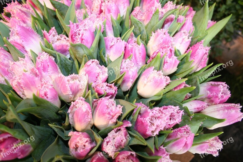 Tulips Flowers Pink Tulip Bouquet Cut Flowers