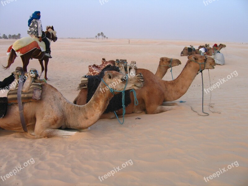 Camels Animals Desert Africa Tunisia