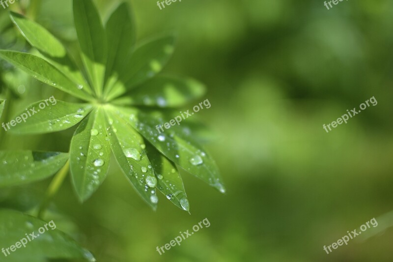 Leaf Drop Moist Green Plant