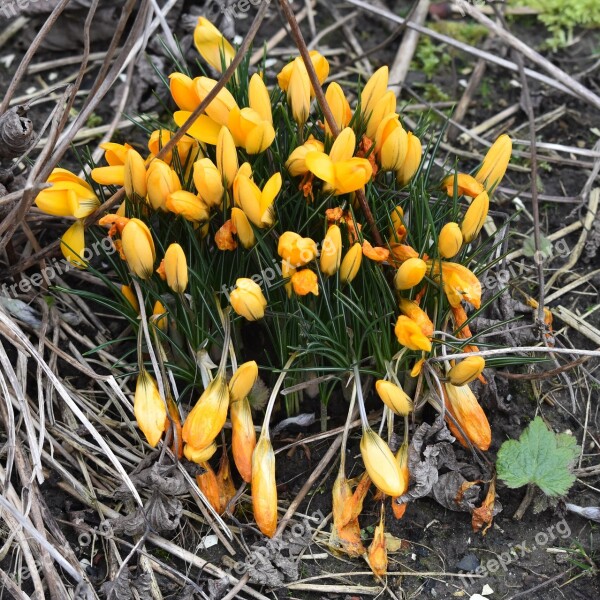 Flower Crocus Spring Yellow Nature