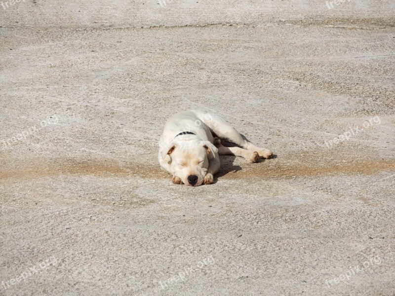 Dog Sleepy Lazy Free Photos