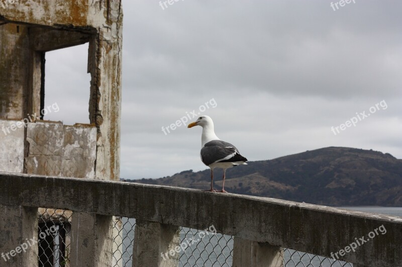 Alcatraz Seagull The Rock San Francisco Free Photos