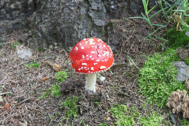 Fly Agaric Mushroom Moss Forest Forest Floor