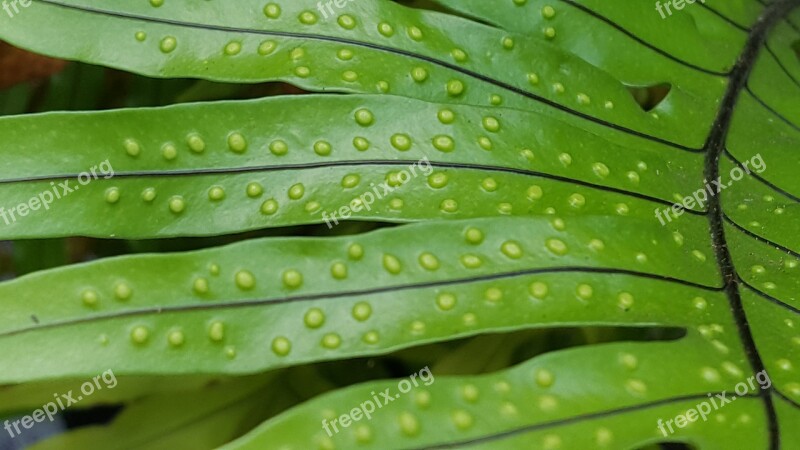 Green Fern Garden Plant Foliage