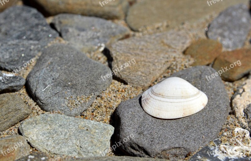 Beach Seashell Summer Holidays The Coast