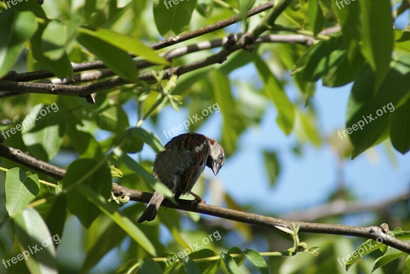 The Sparrow Gray Brown Bird Nature