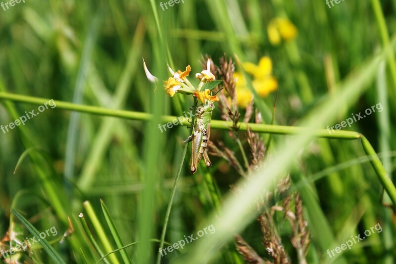 Tettigonia Viridissima Grasshopper Insect Green Grass