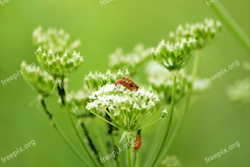 Red Insects Closeup Green Red Insect