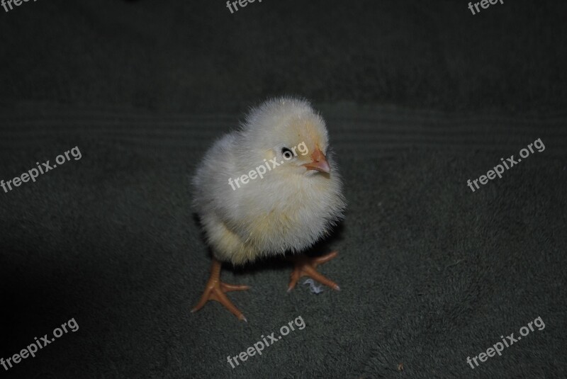 Chick Chicken Poultry Cute Baby