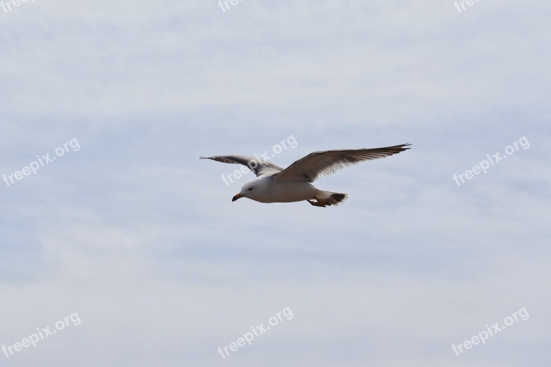 Animal Sky Cloud Beach Sea Gull