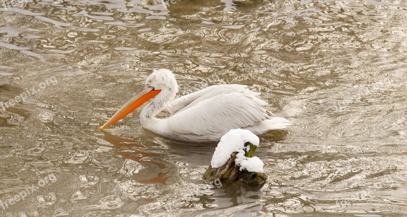 Pelikan Bird Plumage Water Feather