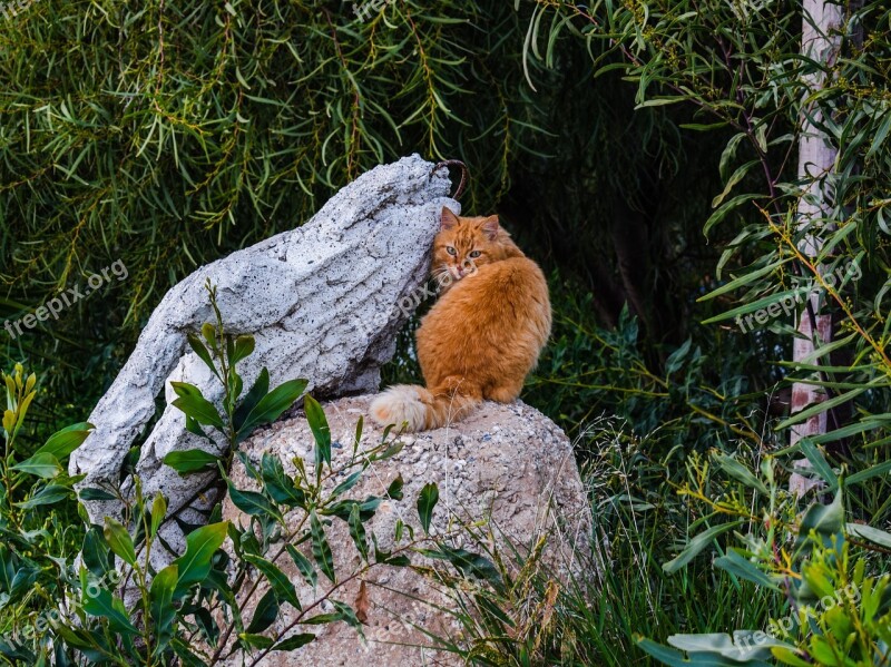 Thicket Coppice Cat Feral Surprised