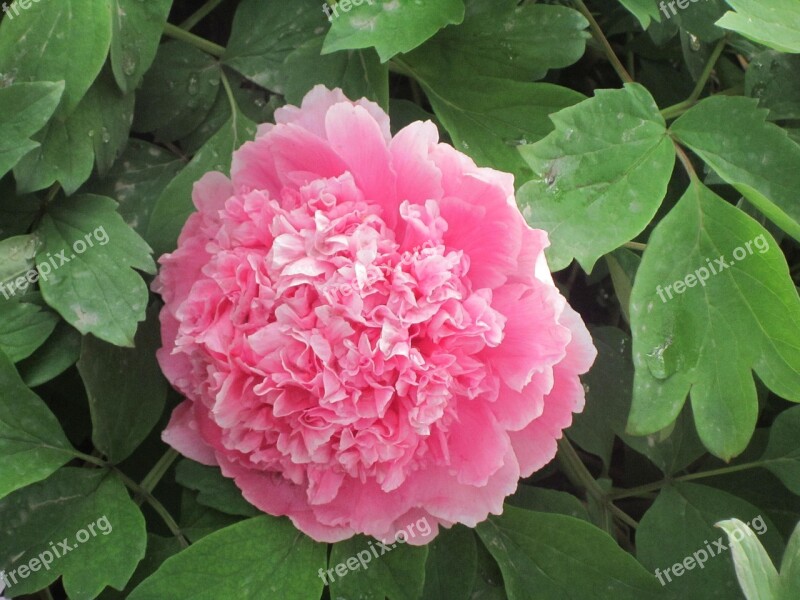 Peony Flowers Free Photos