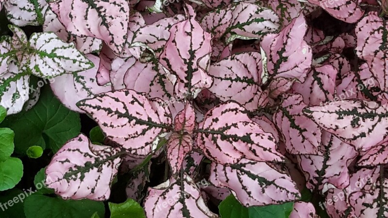 Pink And White Plant Free Photos