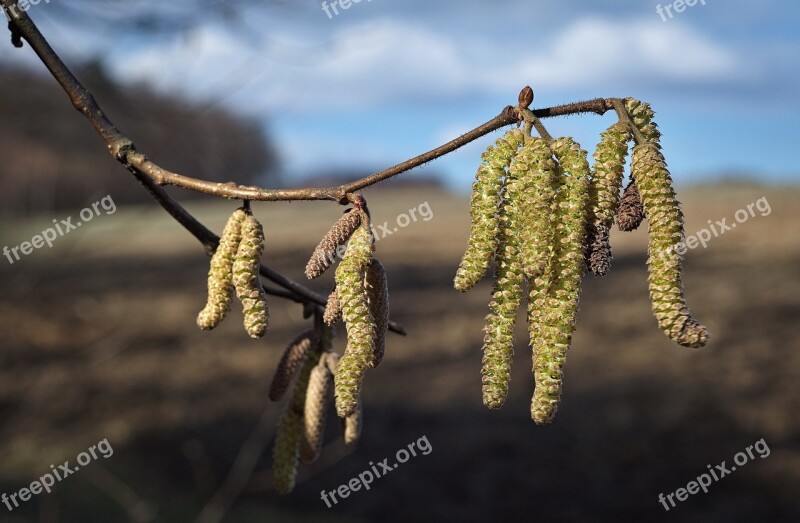 Spring Tree Sprig Blooming Tree Flowers