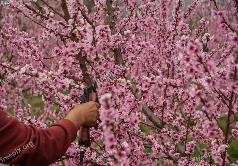 Prune Secateur Peach Fruit Trees Free Photos