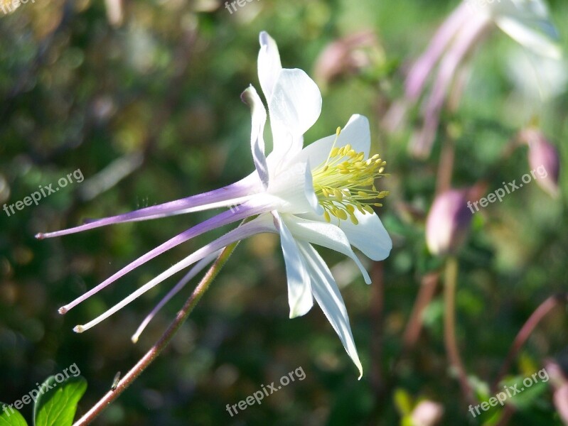 Colorado Blue Columbine Flower Floral Blooming Blossom