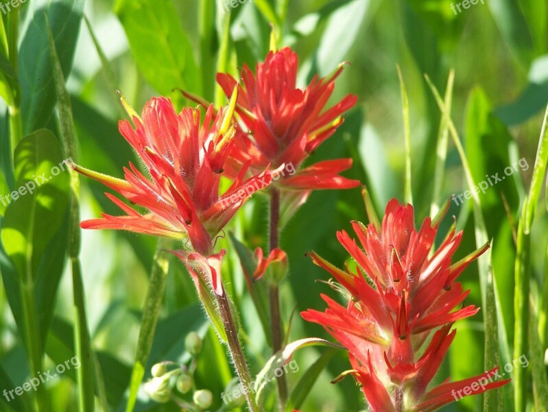 Indian Paintbrush Flowers Plant Prairie Fire Blooms