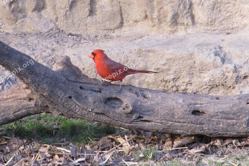 Cardinal Northern Male Redbird Wildlife