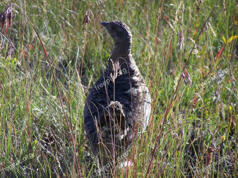 Grouse Prairie Chicken Bird Feathers Grass