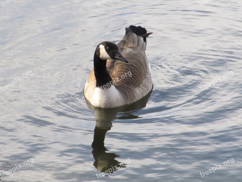 Canada Goose Swimming Bird Waterfowl Canadian