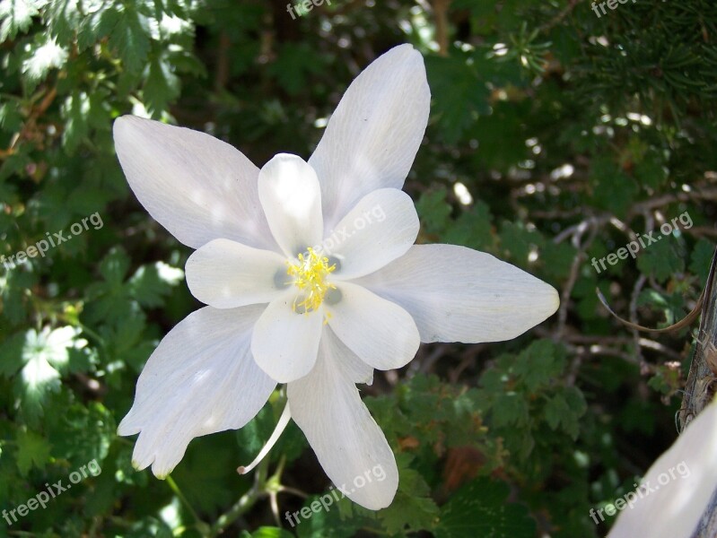 Colorado Blue Columbine Flower Floral Blooming Blossom