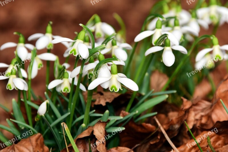 Snowdrop Flowers White Small Spring