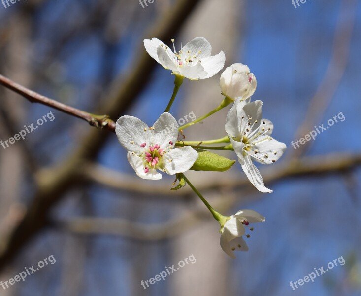 Wild Cherry Blossoms Wild Cherry Tree Blossom Bloom Flower