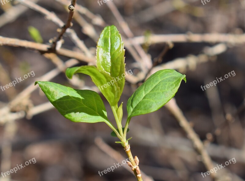 New Forsythia Leaves Forsythia Shrub Plant Spring